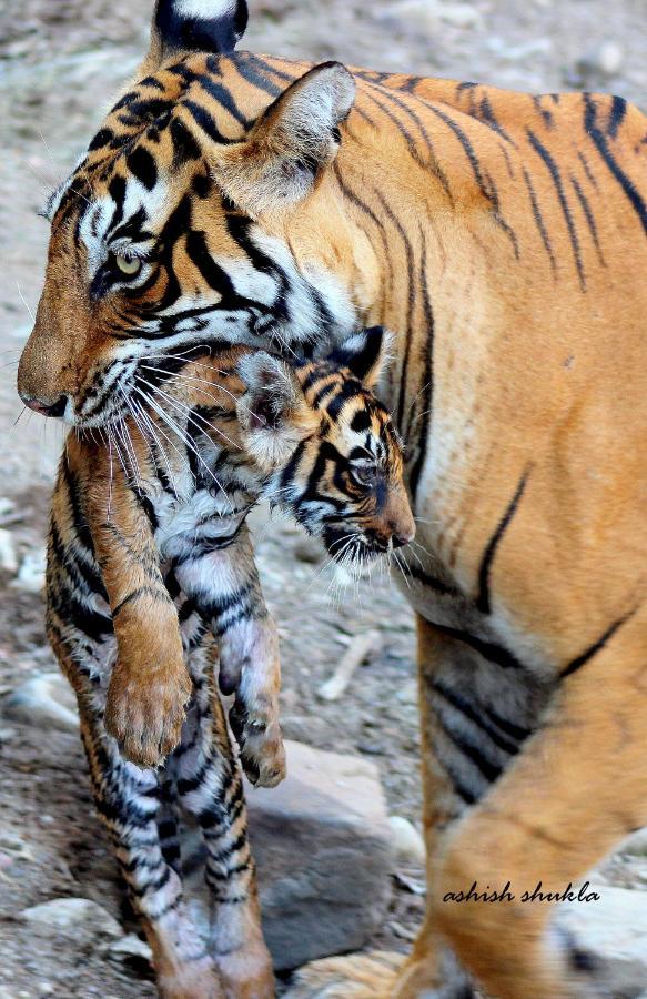 The Fern Ranthambore Forest Resort Rajasthan Sawai Madhopur Eksteriør billede